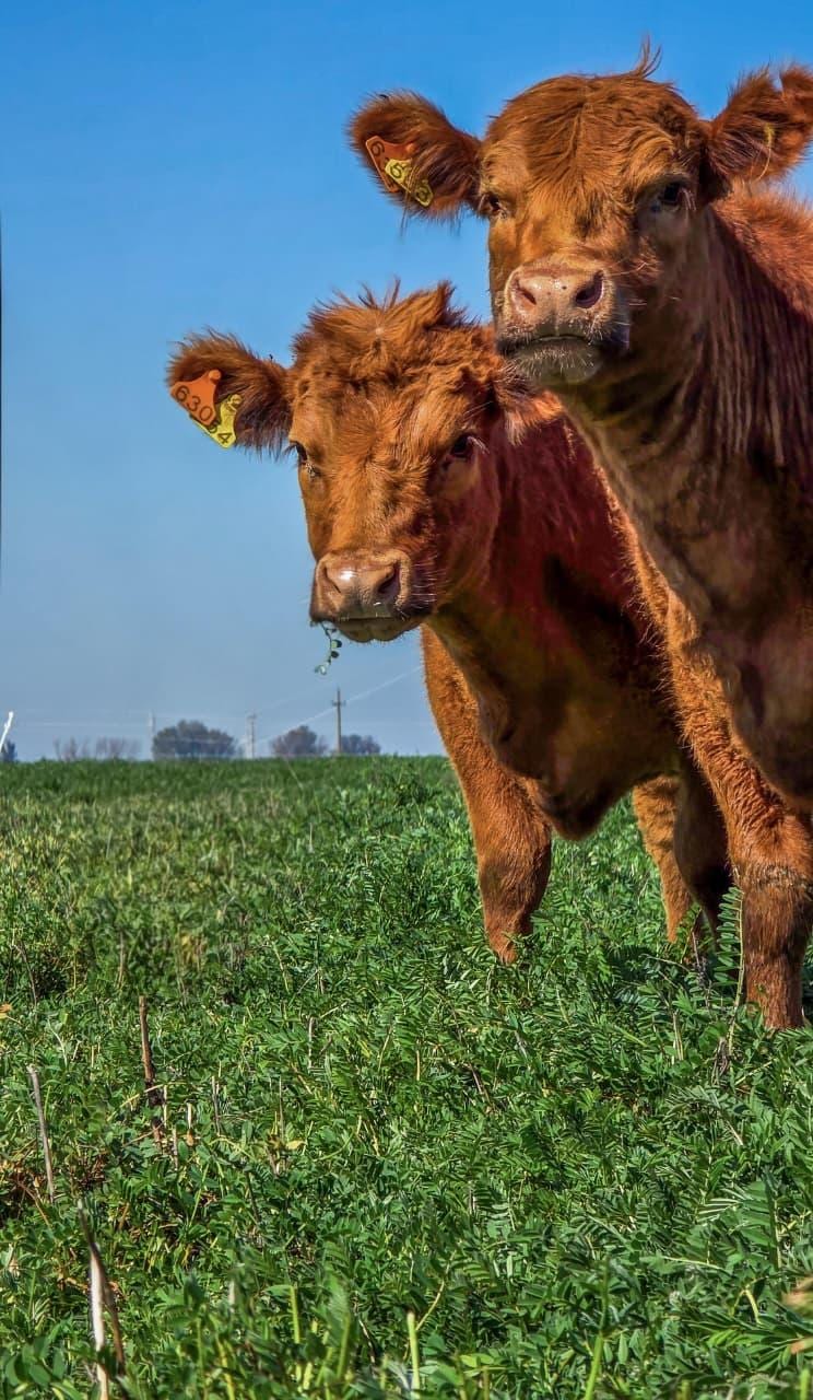 Sainfoin: la leguminosa que suma calidad forrajera y reduce el riesgo de empaste
