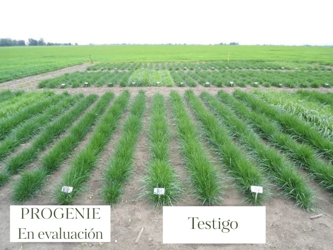La historia de Grand Prix: la primera festuca turf type desarrollada en Argentina