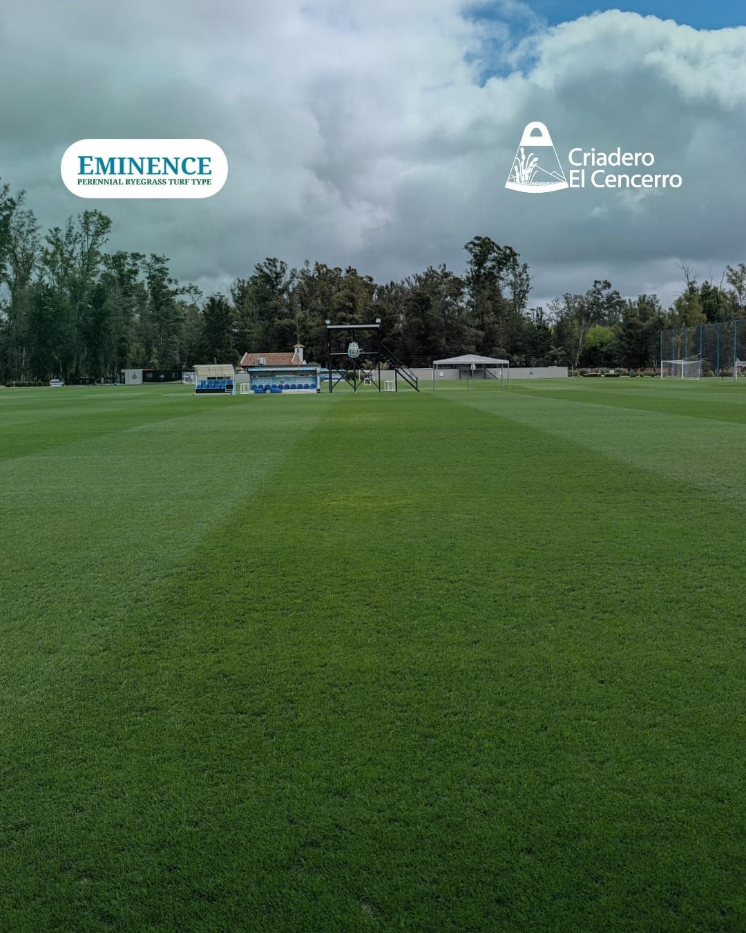 Eminence en las canchas de la AFA: genética argentina para césped deportivo